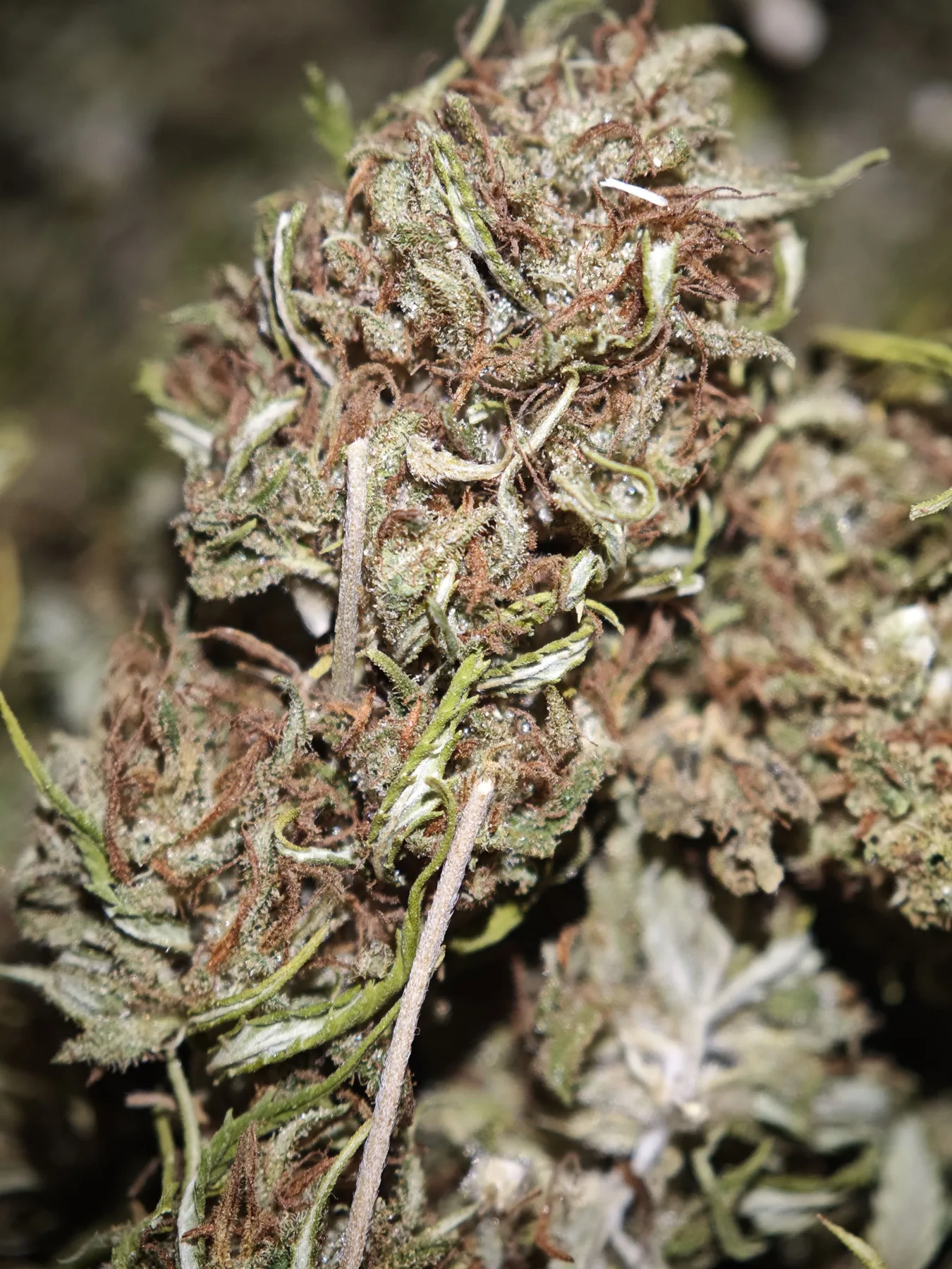 Chem  Berry